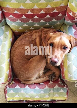 Eine faule gelbe Labrador Retriever Hund zusammengerollt in der Kugel auf einem bequemen Lehnstuhl und sah auf die Kamera zu kopieren. Stockfoto