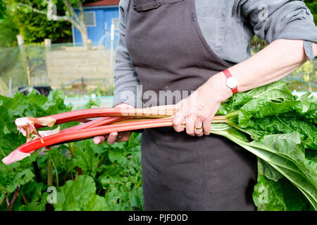 Kommissionierung Rhabarber - ein Gärtner, der die Ernte einer Handvoll rot Rhabarberstengeln mit ihren Blättern befestigt. Stockfoto