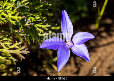 Blue China Orchid Yarloop Stockfoto