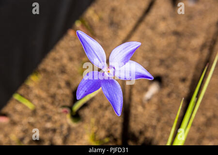 Blue China Orchid Yarloop Stockfoto