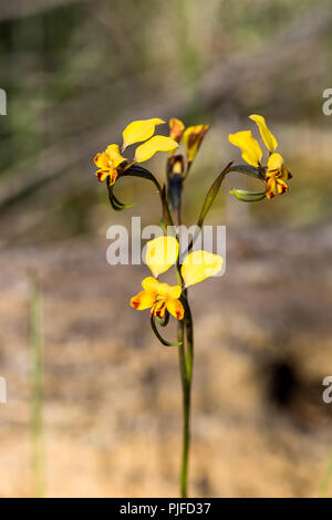 Donkey Orchid Beverley Western Australia Stockfoto