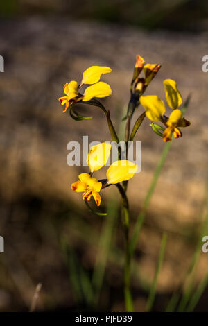 Donkey Orchid Beverley Western Australia Stockfoto