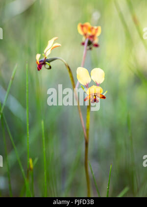 Donkey Orchid Grün bokeh Hintergrund Beverley WA Stockfoto