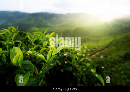 Grüner Tee Bud und frische Blätter. Teeplantagen in den Cameron Highlands, Malaysia. Stockfoto