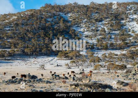 Australische Rinder grasen auf schneebedeckten Feld in der jindabyne Bereich nach einem Schneefall Stockfoto