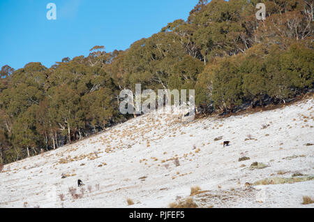 Australische Rinder grasen auf schneebedeckten Feld in der jindabyne Bereich nach einem Schneefall Stockfoto