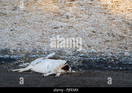 Rotwild Road Kill auf der Art und Weise, in den Snowy Mountains, Australien Stockfoto