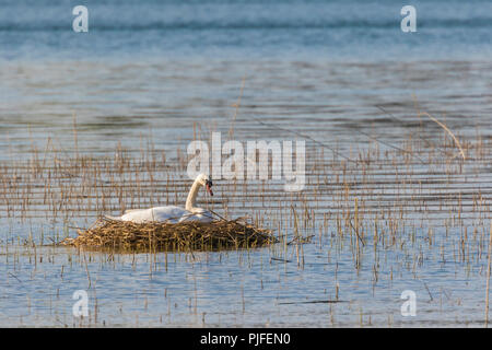 Brütende mute Swan auf Nest heraus auf einem See, Södermanlands, Schweden Stockfoto