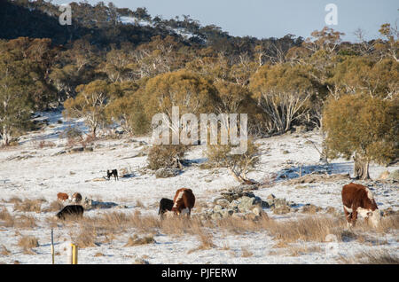 Australische Rinder grasen auf schneebedeckten Feld in der jindabyne Bereich nach einem Schneefall Stockfoto