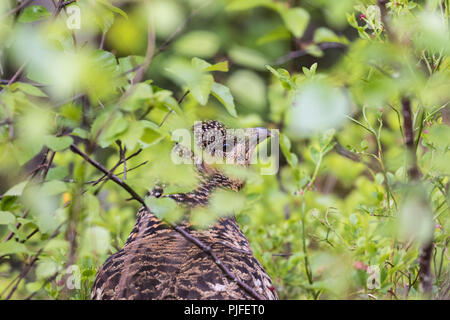 Weibliche Auerhahn, Tetrao urogallus versuchen, unter den Birken zu verstecken, Gällivare County, Schwedisch Lappland, Schweden Stockfoto