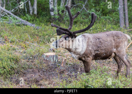 Rentier Rangifer tarandus Wandern in Wald, in großen Geweih, Gällivare County, Schwedisch Lappland, Schweden Stockfoto