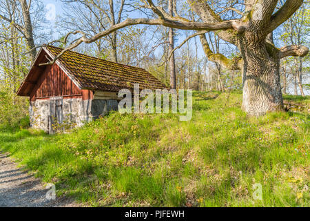 Landschaft mit alten Scheune und eine Eiche mit gemeinsamen Leberblümchen im Gras und blauer Himmel, Södermanlands, Schweden Stockfoto