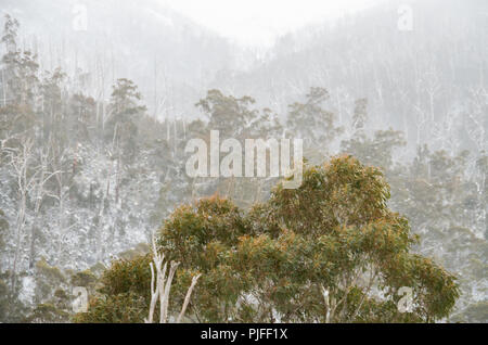 Eukalyptus Bäume im Schnee und Nebel in den Snowy Mountains, Australien Stockfoto