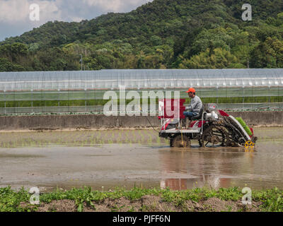 Pflanzen Reis im überschwemmten Gebiet, Frühling, Ehime, Shikoku, Japan Stockfoto
