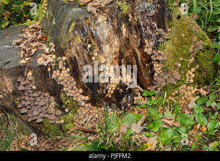 Eine Pilze, glitzernden Tinte Kappe, Coprinus micaceus, wächst an alten Baumstümpfen in feuchten Bedingungen. North Yorkshire, UK. Stockfoto