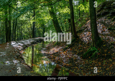 Weg mit wasserstraße durch die Wälder Wald bei Skipton, North Yorkshire, UK. Stockfoto