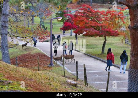 NARA, Japan - 23. NOVEMBER 2016: Touristen füttern die heiligen Rehe in Nara Park, Japan. Lokale Tradition sagt, dass Nara heilig waren durch einen Besuch des Stockfoto