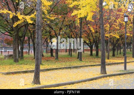 Ginkgo Bäume Blätter im Herbst in Osaka Castle Park, Japan. Stockfoto