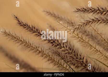 Eine Zusammenfassung der dunklen Purpur und Gold wüste Gräser blühen auf einer weichen Hintergrund in Arizona. Stockfoto