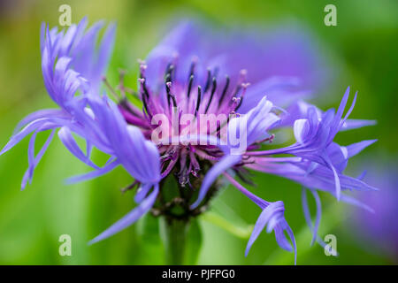 Kornblume in voller Blüte in einer englischen Grafschaft Garten Stockfoto