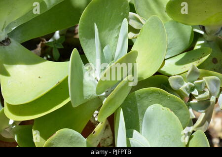 Eine coole Kaktus am versunkenen Gärten in St. Petersburg, Florida aufgenommen Stockfoto