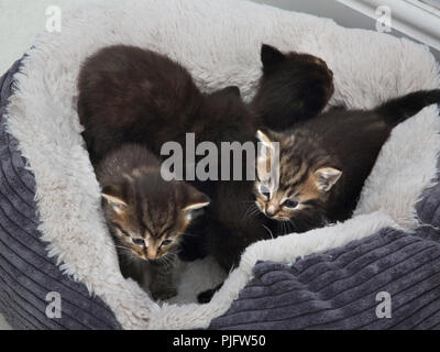 Fünf Kätzchen in Fleece gefütterte Cat Bed Stockfoto