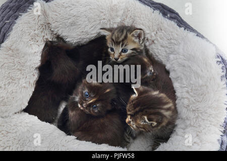 Fünf Kätzchen in Fleece gefütterte Cat Bed Stockfoto