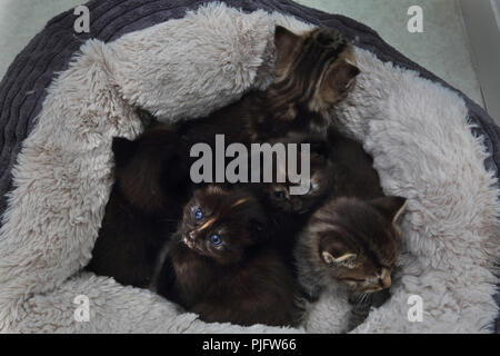 Fünf Kätzchen in Fleece gefütterte Cat Bed Stockfoto