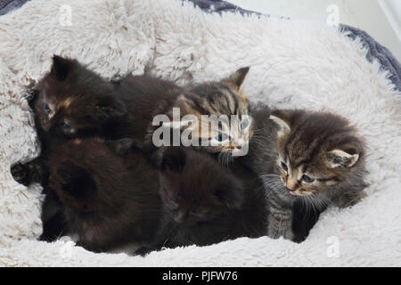 Fünf Kätzchen in Fleece gefütterte Cat Bed Stockfoto