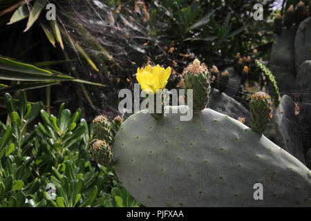 Vouliagmeni ATTIKA Griechenland Nahaufnahme einer Blüte indischen Bild Kaktus (Opuntia Ficus-Indica) Stockfoto