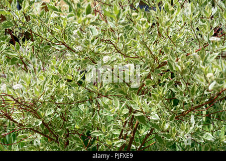 - Nahaufnahme dekorative Hartriegel Cornus alba Elegantissima Bush in hellen Sommer Sonne beleuchtete. Stockfoto