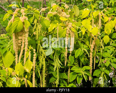Grün Ausbleichen zu gelbe Blume Quasten von Love Lies Bleeding, ein Sommer Betten jährlich, Amaranthus caudatus 'Viridis' Stockfoto