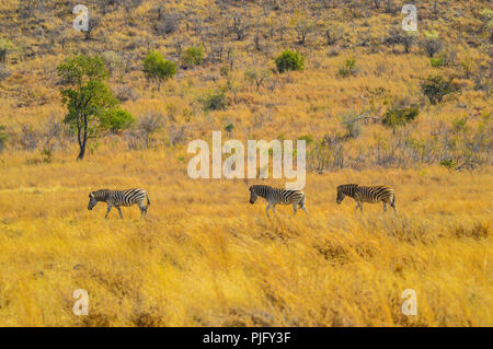 Panoramablick Zebra Landschaft im Norden Kruger National Park unter einer dicken Büsche Stockfoto