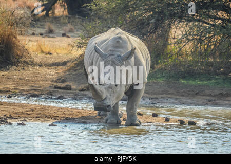 Eine nette männliche Stier White Rhino oder Nashorn Trinkwasser aus einer Talsperre in Kruger Park Safari Stockfoto