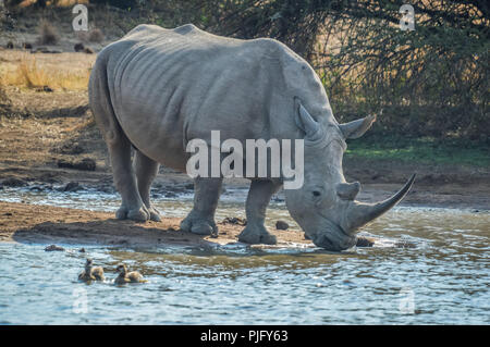 Eine nette männliche Stier White Rhino oder Nashorn Trinkwasser aus einer Talsperre in Kruger Park Safari Stockfoto