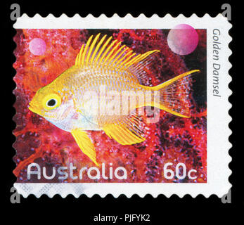 Australien - ca. 2010: Eine gebrauchte Briefmarke aus Australien, Darstellung eines Bildes ein goldener Riffbarsch Fisch, ca. 2010. Stockfoto