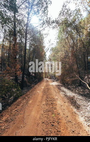 Schmutz der Straße zwischen Wald, mit Eukalyptus durch das Feuer auf den Seiten gebrannt Stockfoto