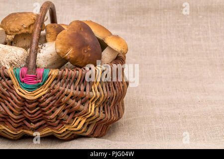 Gruppe von Steinpilzen Pilze auf Leinen. CEP-Pilze in den Korb Stockfoto