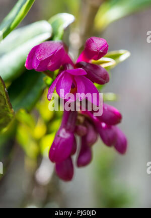 Farbenprächtigen Blüten der heimischen Orchideen im zentralen Hochland von Papua, Indonesien. Stockfoto