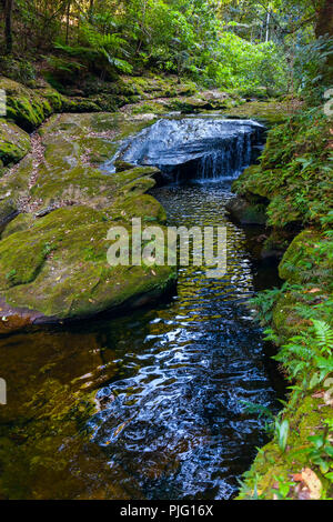 Creek mit kristallklarem Wasser mitten im Dschungel von Bolivien Stockfoto