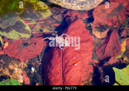 Ein froglet ruht auf einem Blatt in einem Teich Stockfoto