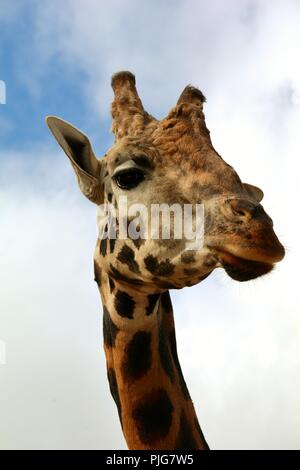 Kopf einer Giraffe Stockfoto