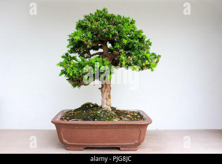 Bonsai und Penjing Landschaft mit Miniatur immergrüner Baum in einem Fach Stockfoto