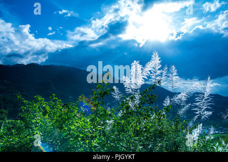 Grün Weiß Blume Pampas Gras Stockfoto