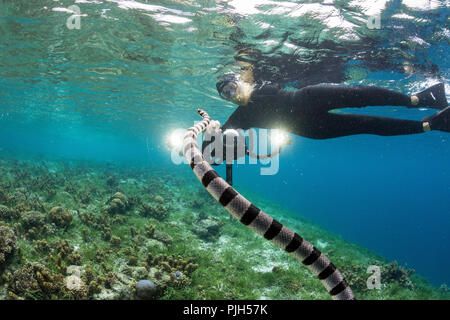 Gebänderte meer Krait, Laticauda colubrina, mit Fotograf auf der Insel Sebayur, Flores, Indonesien Stockfoto