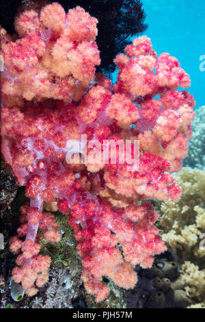 Nahaufnahme von roten Weichkorallen unter Wasser auf Mengiatan Insel Komodo National Park, Flores, Indonesien Stockfoto