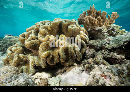 Fülle von Hart- und Weichkorallen, unter Wasser auf Mengiatan Insel Komodo National Park, Flores, Indonesien Stockfoto