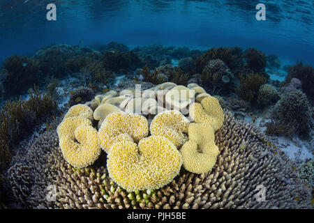 Eine Fülle von Hart- und Weichkorallen auf sebayur Insel Komodo National Park, Flores, Indonesien Stockfoto