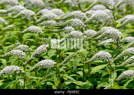 Schwanenhals felberich (Lysimachia clethroides), Blütenstand, Deutschland Stockfoto