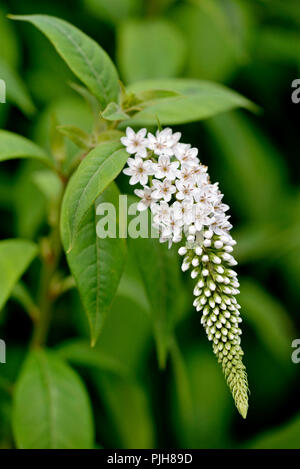 Schwanenhals felberich (Lysimachia clethroides), Blütenstand, Deutschland Stockfoto